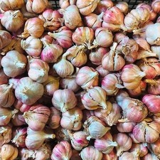 50 Allium Ukraine Knoblauch