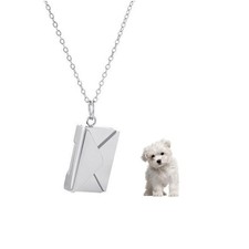 King Charles Spaniel Hund