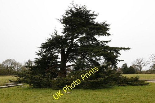 Foto 6x4 baum - foto, der