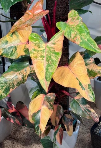 Philodendron strawberry shake - philodendron,