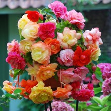 Begonie Knolle Blumen Garten