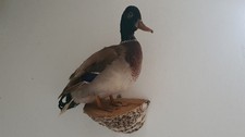 Ente Präparat aus