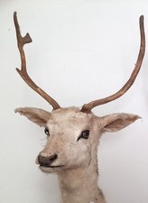Hirschgeweih, präpariert ausgestopft mit Haupt und Träger, weißer Hirschkopf