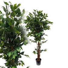 Ficus Benjamin grün 165 cm