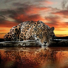 Tapete LEOPARD Fototapete Vlies Natur Afrika Gepard Orange Jaguar Safari FW126VE