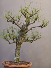 SK-02407, Pinus nigra