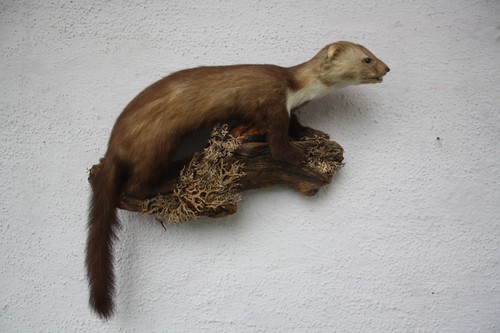 Tierpräparat marder jagd - tierpräparat, marder,