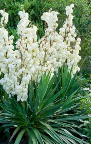 Samen palmlilie garten - palmlilie,
