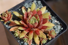 Sempervivum "First Lady"