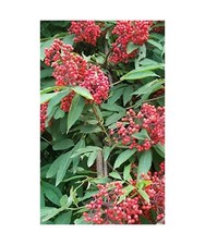 Wild Berries Journal