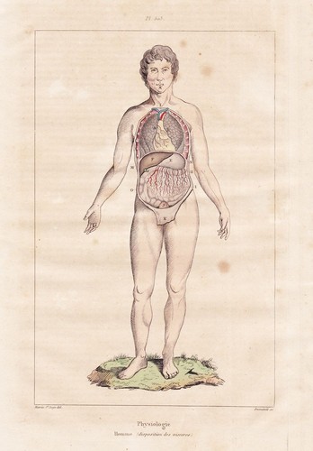 Anatomie human anatomy - , organe