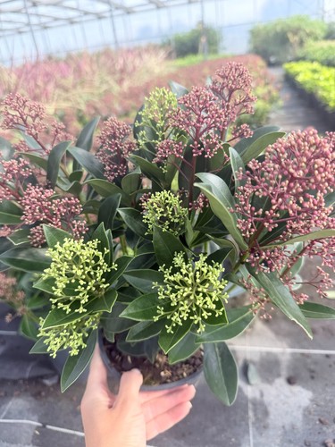 Skimmia japonica rubella - skimmia, ‘rubella’