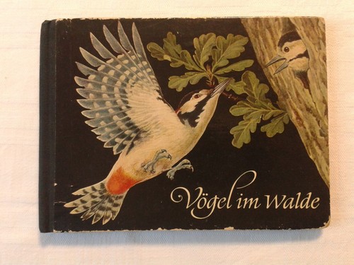 Fachbuch vögel walde - im,
