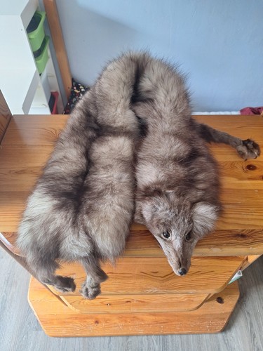 Silberfuchs blauchfuchs - silberfuchs,