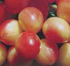 Kirschbaum 'Große Prinzessin'