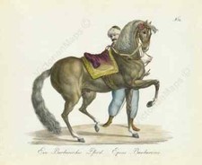 Barbar Pferd & Reiter Berber