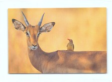 1 AK Postkarte Impala Gazelle