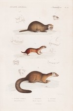 Steinmarder stone marten Iltis