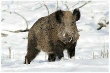 Wildschweinsalami ca. 650g