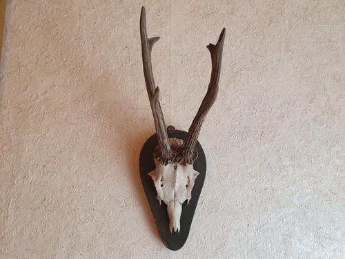 Rehgeweih jahre rehbock jagd - ,
