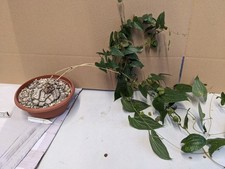 Dioscorea mexicana syn. macrostachya, kakteen sukkulenten Kaktus Caudex