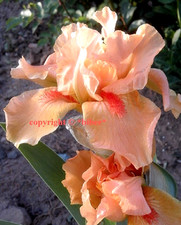 ZWERG Iris Schwertlilie DESERT