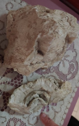 Altes fossil - altes,