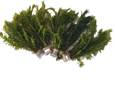Wasserpest elodea densa 5 - wasserpest,