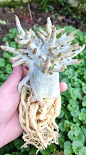Adenium dha ppl big - dha, size