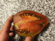 10 Tomatensamen "Purple