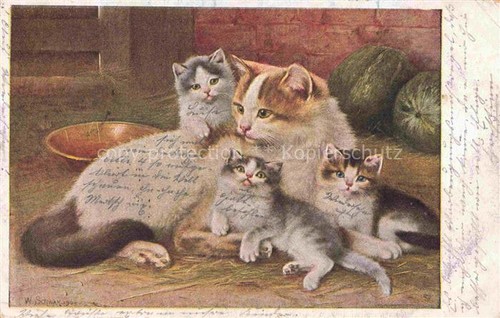 Katzen cats chats gatos - cats,