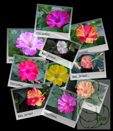 Wunderblume 20 frische - wunderblume, /