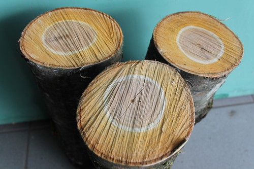 Kirschholzstämme holzstamm - ,