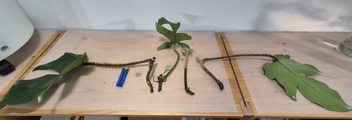 Philodendron squamiferum 4x - squamiferum,,