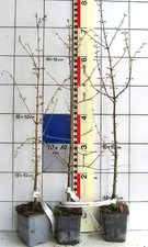 Metasequoia glyptostroboides