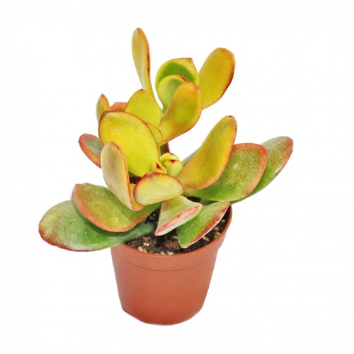 Crassula portulacea sunset - crassula, "sunset"