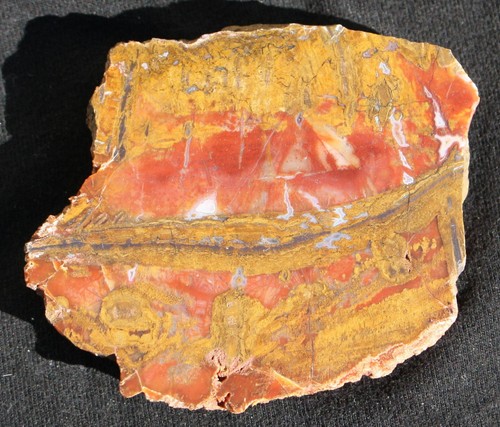 Versteinertes holz aus indien - versteinertes,