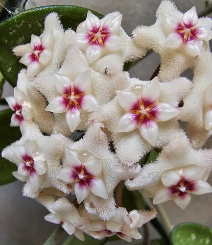 Heavenly hoya - heavenly,
