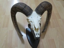 Mufflon Widder Geweih