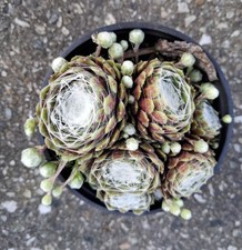Hauswurz, Sempervivum, Spinnwebhauswurz