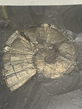 Fossilien Ammonit aus Holzmaden