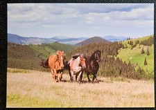 Pferdepostkarte, AK Pferde
