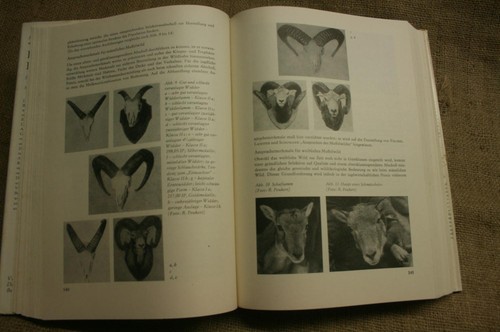 Fachbuch wild haarwild - fachbuch,