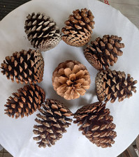 9 x XL Kiefernzapfen, Pinus