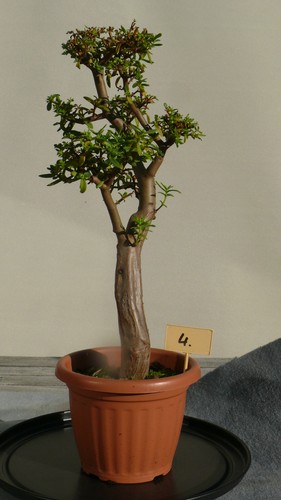 Bonsai wüstenbaum 4 - bonsai,wüstenbaum, nr.4