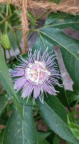 Passiflora incarnata pflanzen - passiflora,