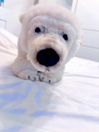 Steiff eisbär sonderedition - eisbär,