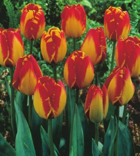 100 tulpen banja - 100,