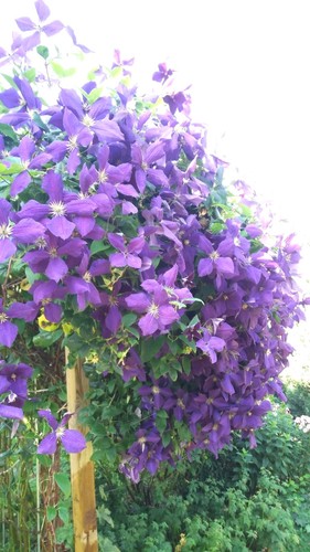 Clematis samen blumen - samen,