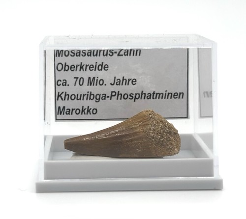 Schöner mosasaurus zahn - 1,